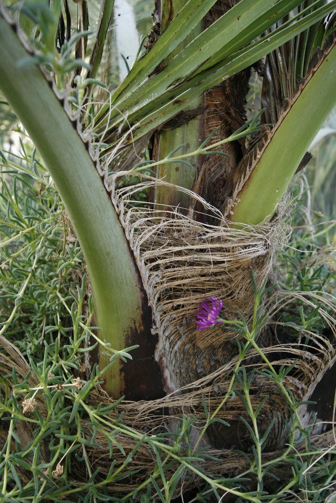 Open a new browser window and enter: Closeup of pindo palm at Cistus Nursery outside Portland