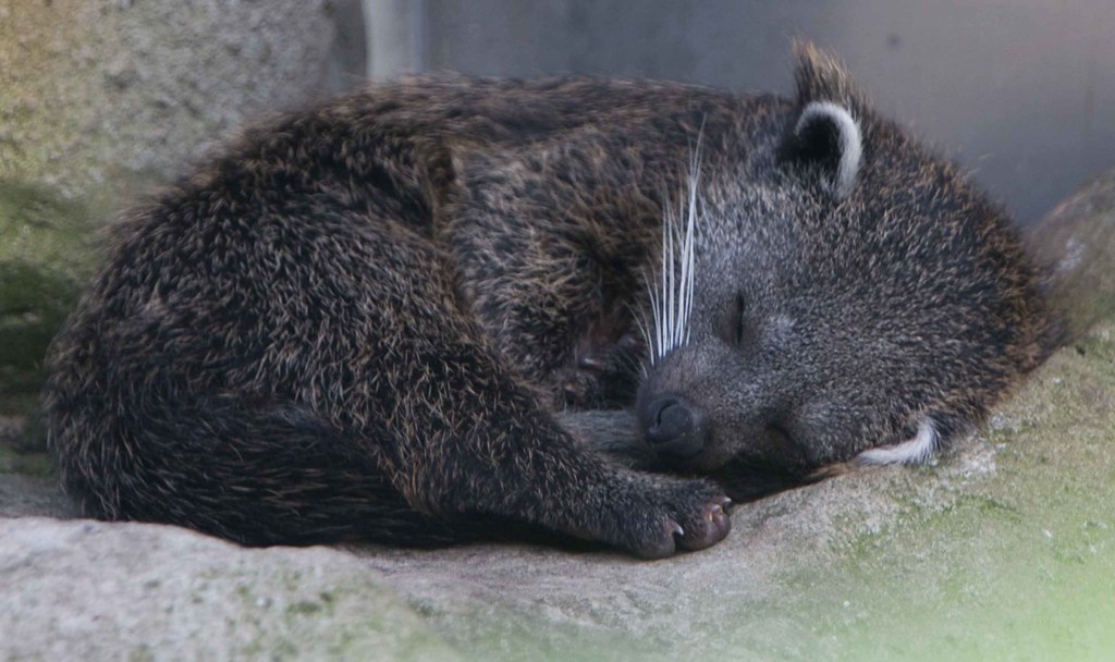 Everything you need to know about baby elephants. Baby Binturong Binturong On Wikipedia Russell Flickr