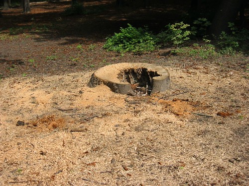 So, if that’s the case, then … Lost Cache | There was supposed to be a geocache hidden in a⦠| Flickr