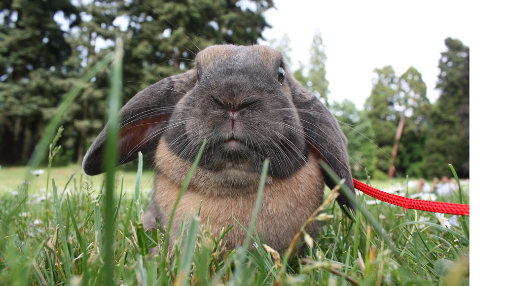 Lapin Belier Nain Parc Exterieur Gros Plan Lapin Belier Na Flickr