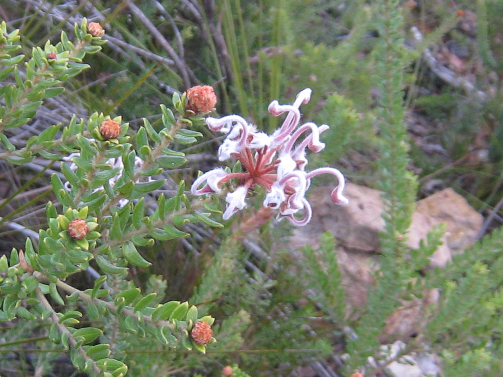 Park seed has acquired from seed to spoon, a gardening planning app that makes growing food easier. Grey Spider Flower Img 4461 Grey Spider Flower Grevillea Flickr