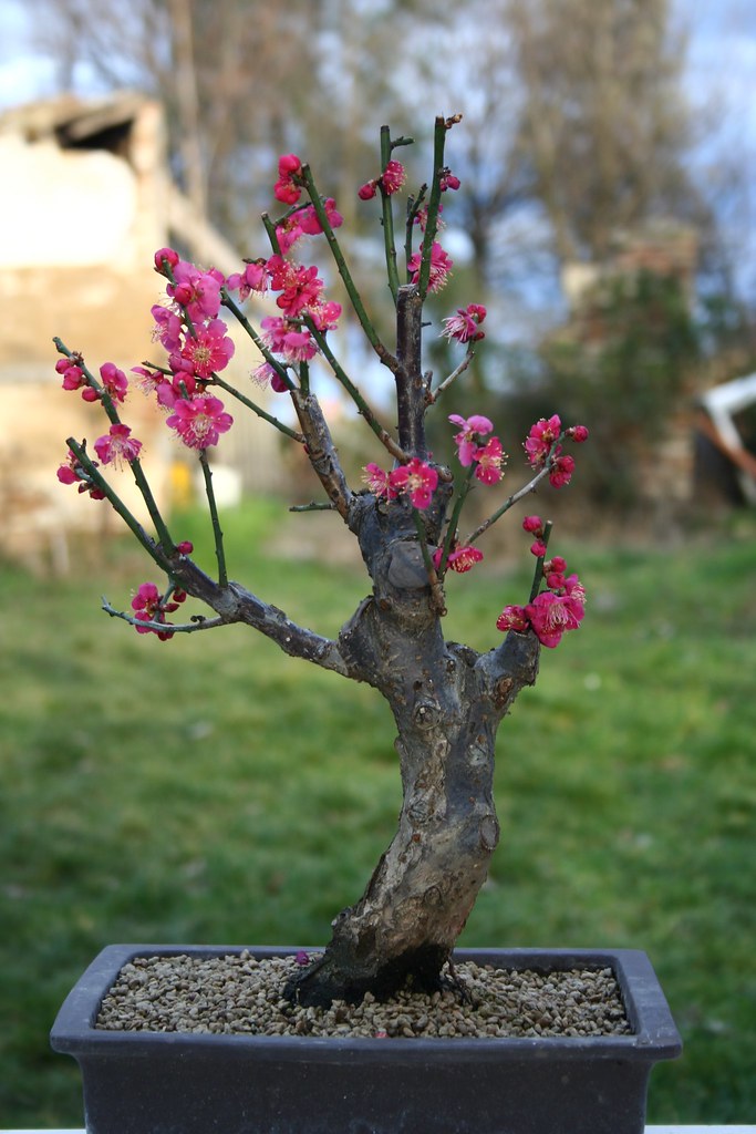 Prunus Mume Bonsai Di Albicocco Giapponese 48cm Shadowfax2008 Flickr