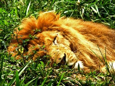 Download now singa afrika menguap atau ngantuk kebun binatang ragunan . Singa Ngantuk Creative Imagine By Chiko Endriawan Flickr