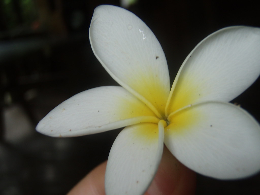 **documents should be dated within the last 12 months. Sacuanjoche The National Flower Of Nicaragua Crazedairflow Flickr