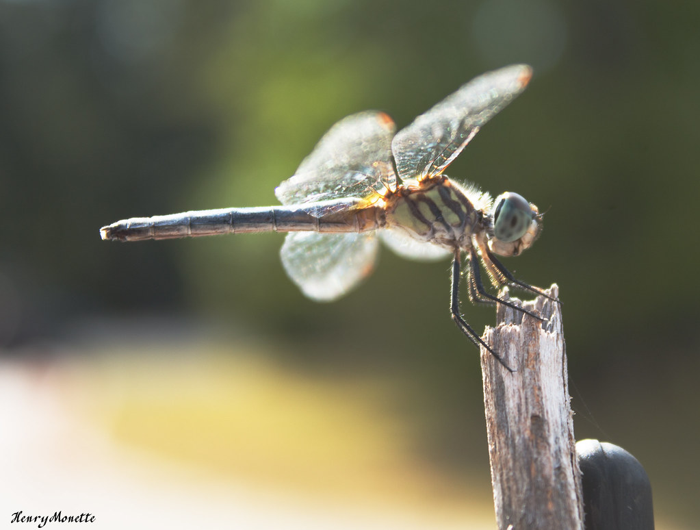 Dfly14 Sun Beneath My Wings Henry Monette Photography Flickr