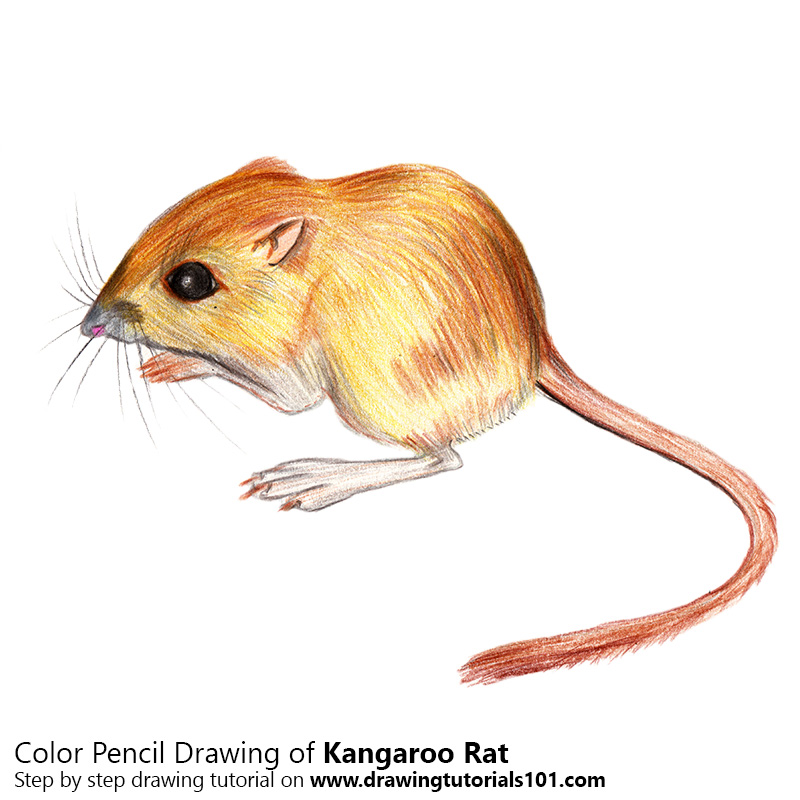 Deserts coloring pages are a fun way for kids of all ages, adults to develop . Kangaroo Rat With Color Pencils Step By Step Tutorial On B Flickr