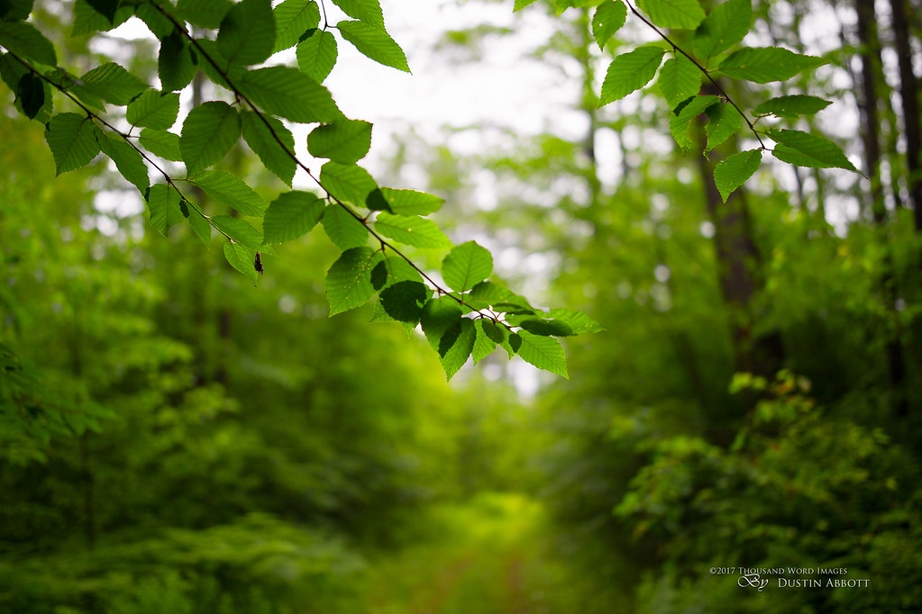 The Wonderful World Of Zeiss Milvus 35mm F 1 4 C 2017 Th Flickr