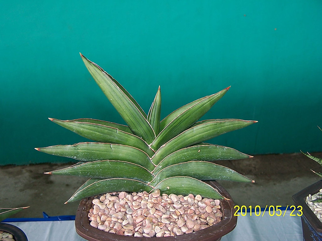 Sansevieria Warshiik Lav Et Al 23154 Gregoriuz Flickr