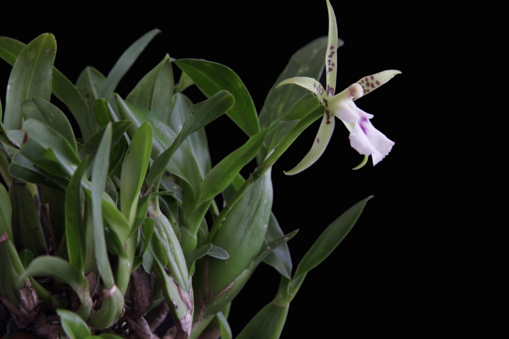 Aspasia Lunata 15 Aspasia Lunata Lindl Edwards S Bot Flickr