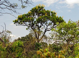 Vochysia Thyrsoidea Gomeira Vochysia Thyrsoidea Pohl Voc Flickr