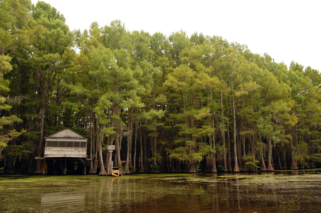 Hodge podge cottages, uncertain, texas. Caddo Lake_2914 | Caddo Lake, Uncertain, Texas | Omar