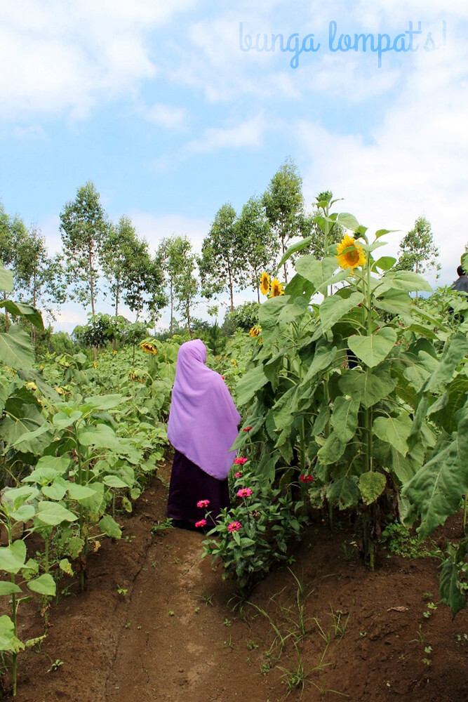 Dari magelang hingga malang inilah 6 lokasi taman wisata bunga matahari tribun travel. Kebun Bunga Matahari Megastar Zahrahnida Flickr