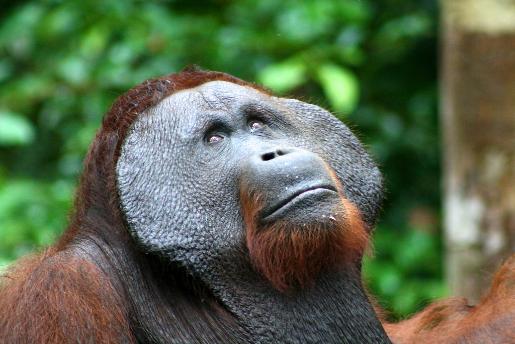 Orang utan / orangutan sitting . Male Orangutan A Male Orangutan Pongo Pygmaeus At Tanjun Flickr