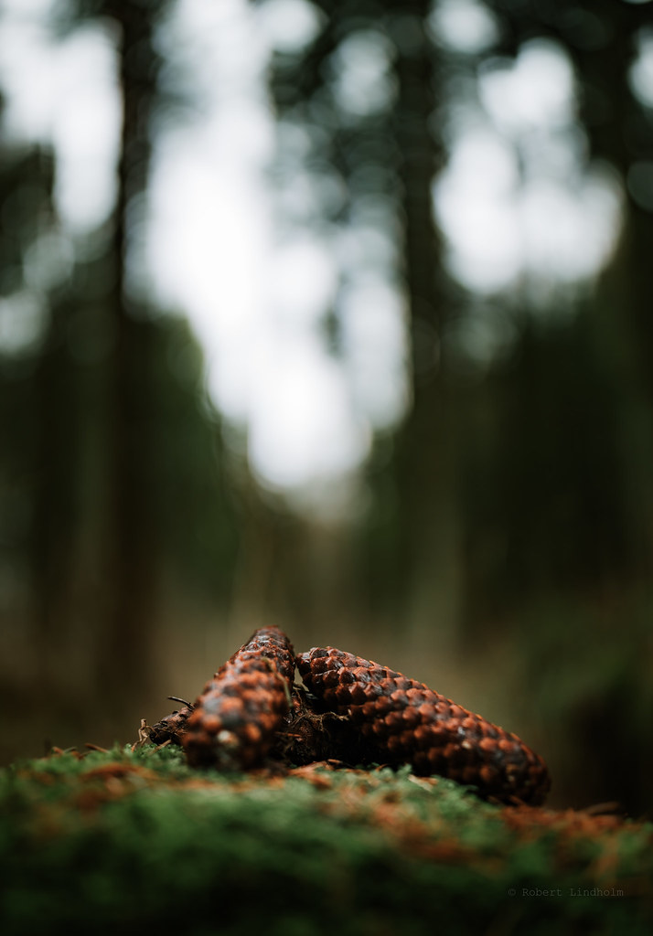 Triangulating Pine Cones Zeiss Milvus 35mm F 1 4 Distagon Flickr