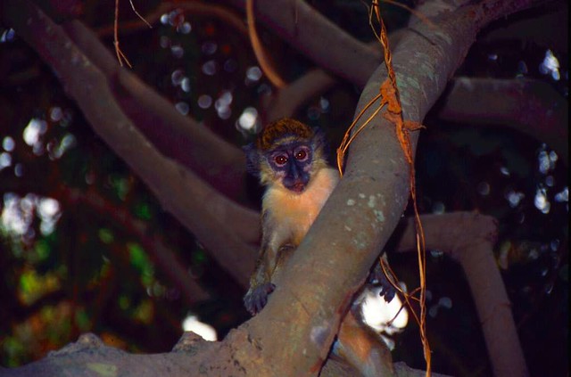 Foto über affe, der im baum in costa rica hängt. Affe monkey Costa Rica | Jochen Ziegon | Flickr