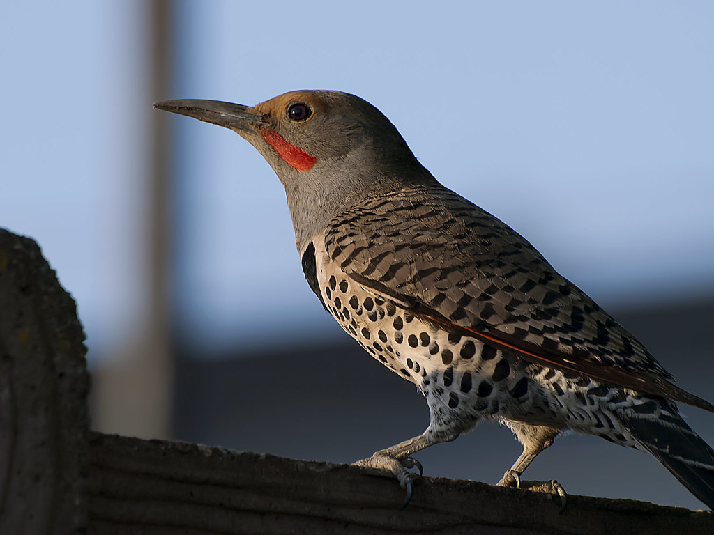 Find over 100+ of the best free flicker images. Northern Flicker Wood Pecker While This Isn T An Amazing Flickr