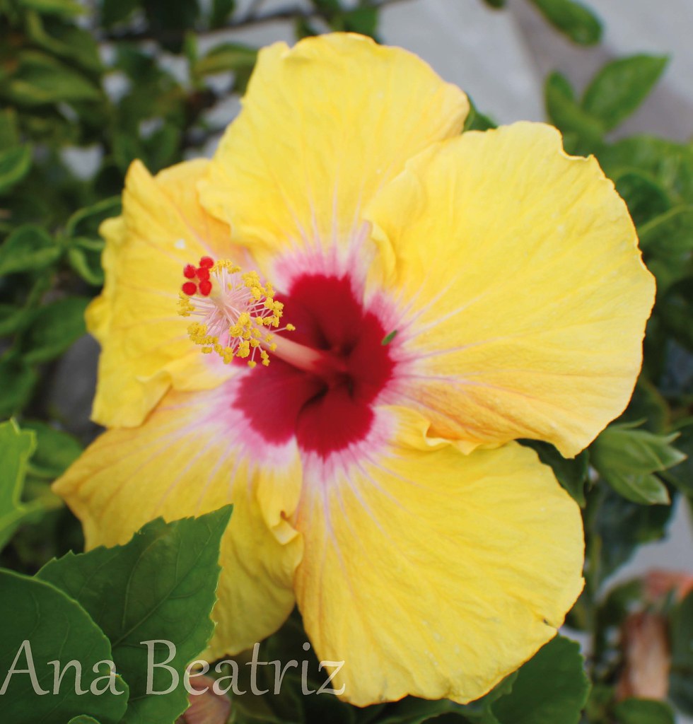 Planta rosa china amarilla doble · rosa china naranja amarilla fucsia rosa roja hacemos envios. Cayena Amarilla Hibiscus Rosa Sinensis La Rosa China Cu Flickr