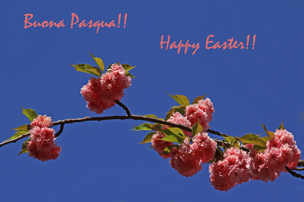 Le immagini più belle da inviare via whatsapp per gli auguri di buona pasqua 2021. Ringrazio E Contraccambio I Vostri Auguri Di Una Pasqua Fe Flickr
