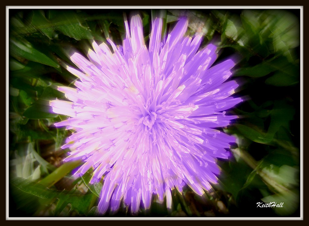 Find the perfect purple dandelion flower growing in stock photo. Dandelion Purple Dandelion This Is A Special Effects Phot Flickr