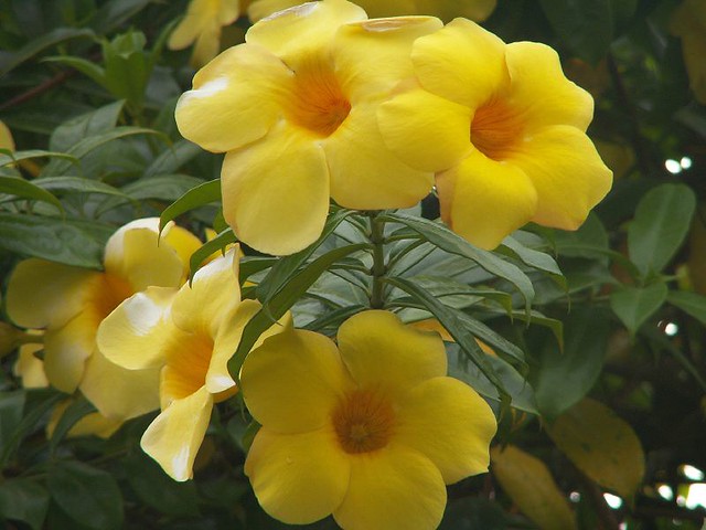 Bunga ini umum digunakan sebagai hiasan karena bentuknya yang indah. Yellow Bunga Alamanda Franc Le Blanc Flickr