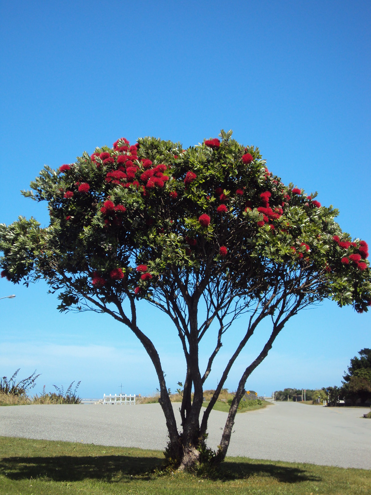 Day off for christmas day: Christmas In New Zealand Whychristmas Com