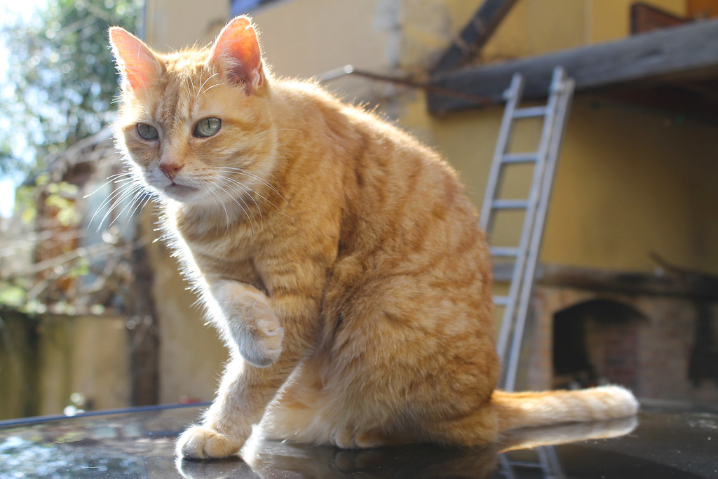 Si vous cherchez des mots à l'aide de quelques lettres de ces mots et év. Mimi | Mimi, le chat d'une amie | Xavier Wattez | Flickr