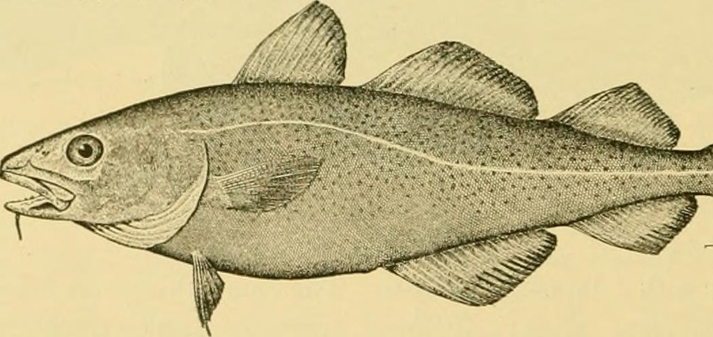 Some games are timeless for a reason. Image From Page 222 Of The Food And Game Fishes Of New Yo Flickr