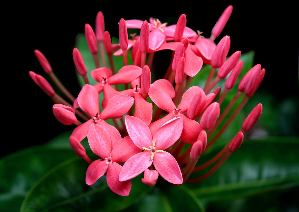 It is the only genus in the tribe ixoreae. Santan Ixora Coccinea Taken In My Garden Ixora Is A Gen Flickr