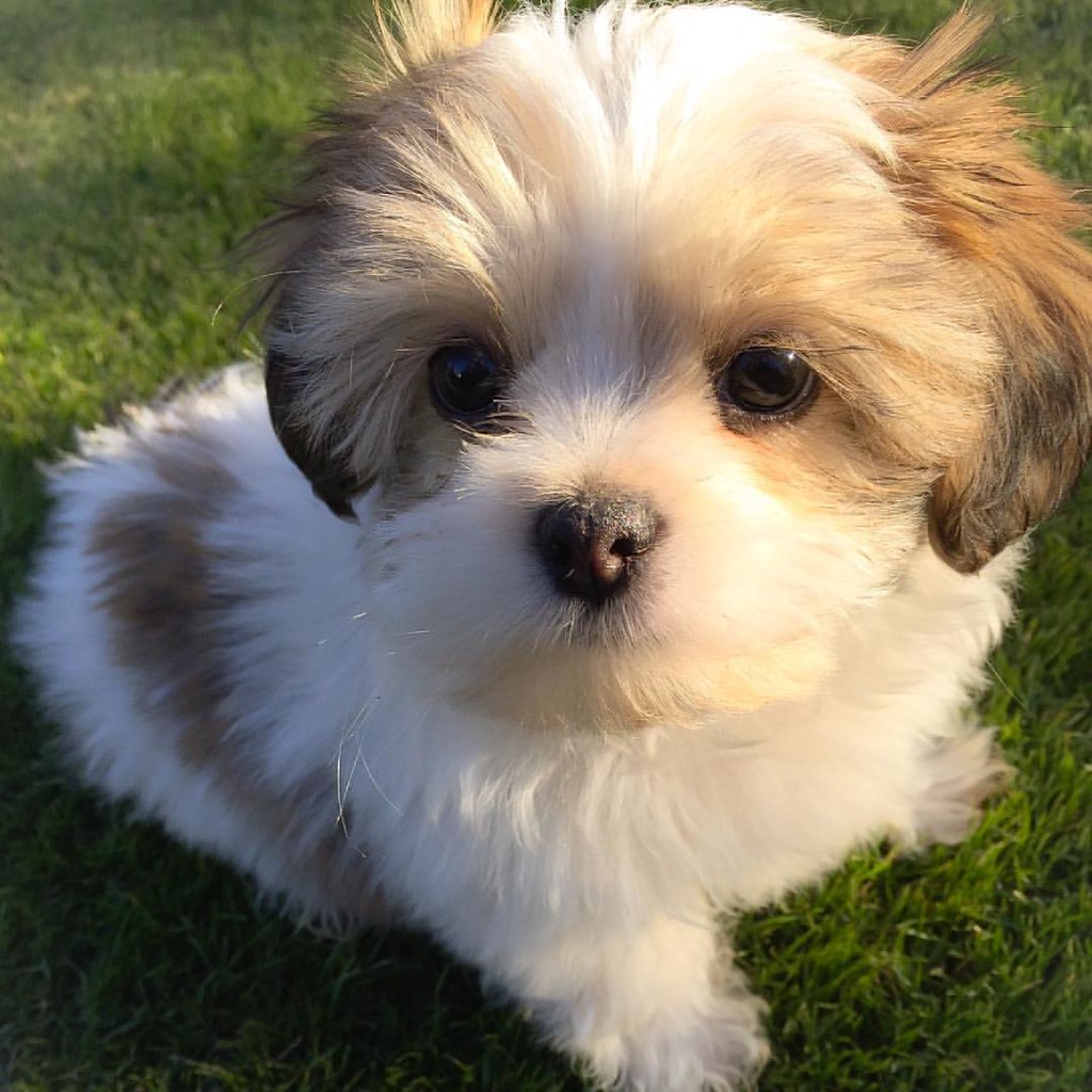 Central heating & air conditioning; Luna Bella. 10 week old Shihtzu baby. #puppy #dogs #shihtz