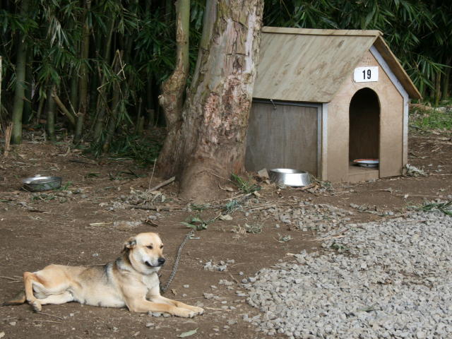 Highway vets and pets kerikeri, bay of islands veterinary services kerikeri kerikeri, kerikeri vets, bay of islands vets, redwoods vet . OPENING: THE SPCA LEMON GROVE SHELTER, Bay of Islands, Ker