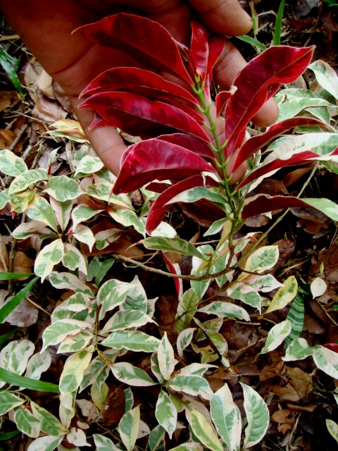 However, take comfort in knowing that a variety of computers on the market are built specifically for the visually impaired. Excoecaria bicolor (Hassk.) Zoll. ex Hassk. - "Variegated