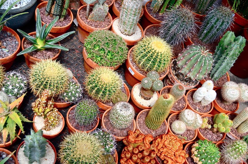 I hear cacti and cactuses. Did You Know That The Plural Of Cactus Is Cacti Guess My Name Flickr