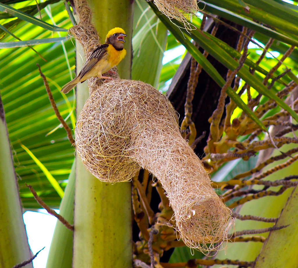But with the exception of a few of the most common ones, you might not know what types of birds they are. Baya Weaver and nest (Ploceus philippinus) | There was a