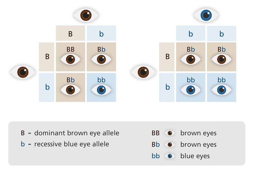 Is color blindness a disability? Punnett square eye colour | Illustration to show the