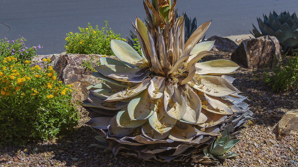 Dying light is one of the only games to e. Agave parryi Dying | Most of her life is gone. All her energ… | Flickr