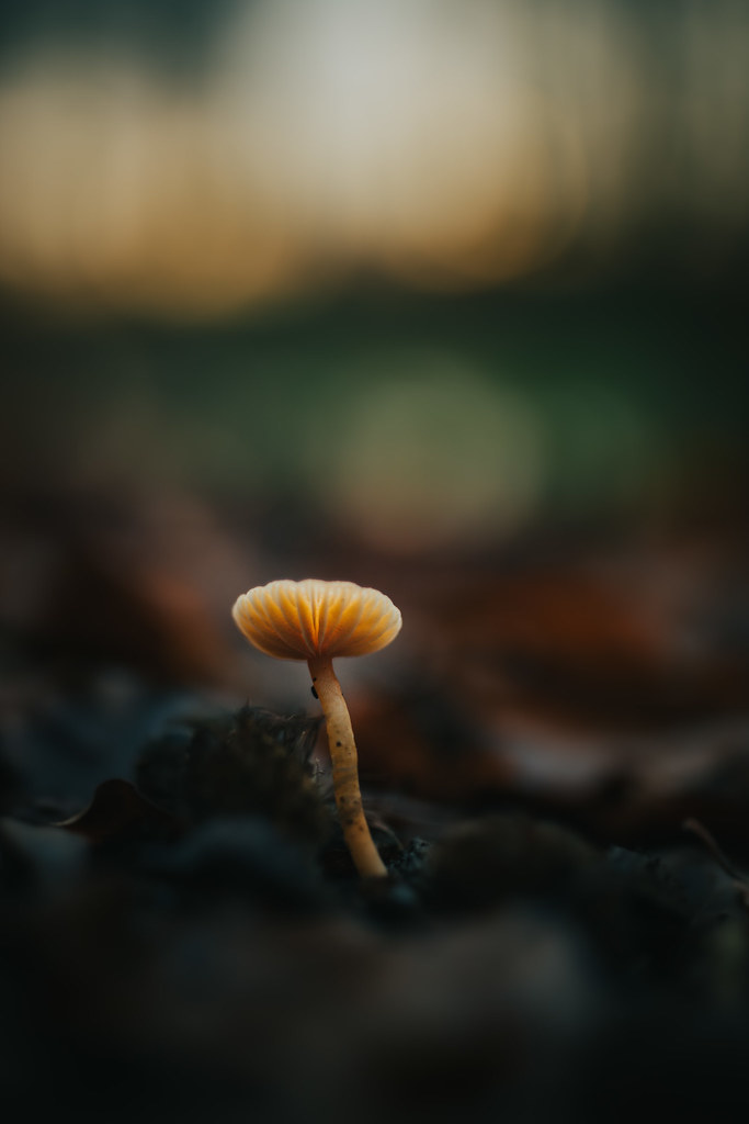 Found One More Zeiss Milvus 35mm F 1 4 Distagon Robert Lindholm Flickr