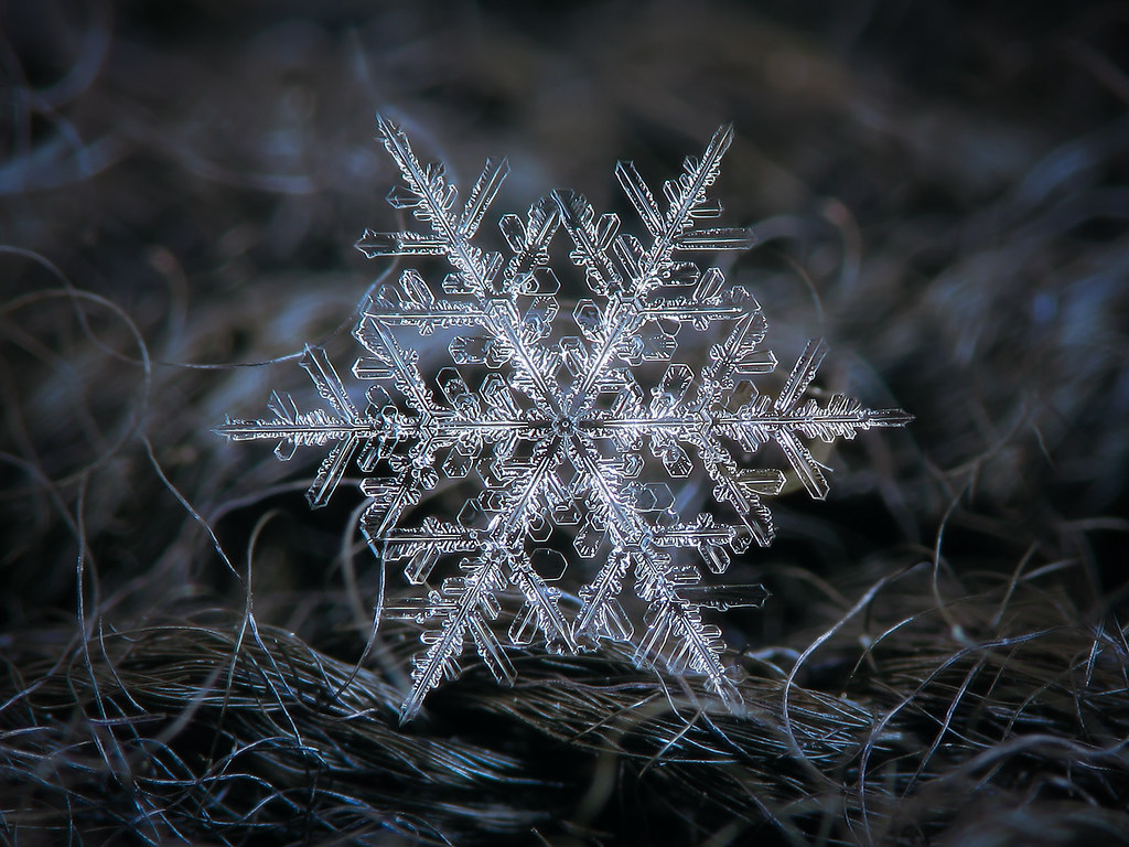 Have you seen a snowflake under the microscope? Real Snowflake Real Snowflake Macro Photo Ideas For Home Flickr