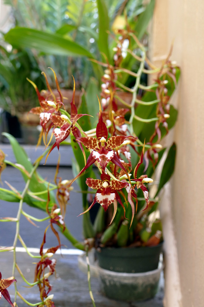 White oak orchids · 2. Rhynchostele Cordata Pacifica X Leopard Am Species O Flickr