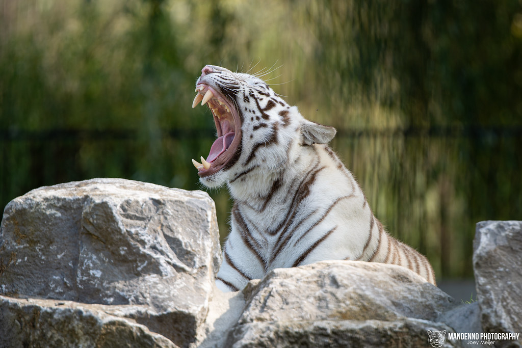 Bengal White Tiger Pakawi Park Belgium Bengal White Ti Flickr