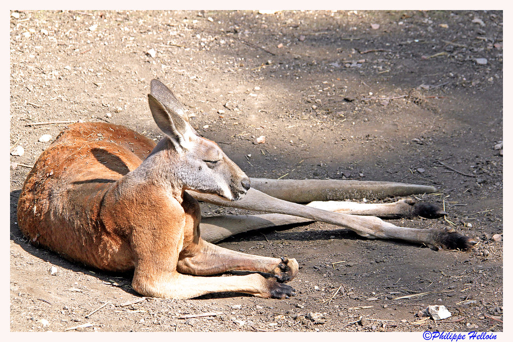 Kangourou Roux Kangourou Roux Macropus Rufus Les Kangou Flickr