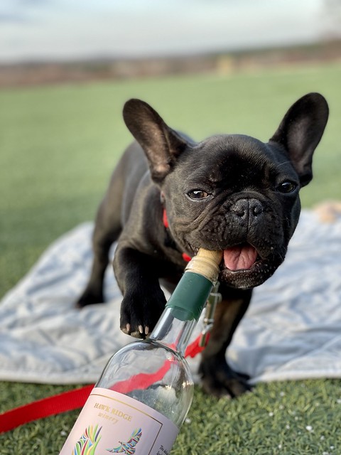 Favorite this post aug 11 reward for safe return of black french bulldog Dogs Of Trf Page 8 Rolex Forums Rolex Watch Forum