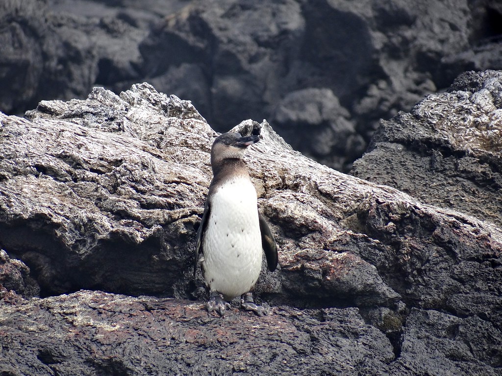 Le manchot des galápagos (spheniscus mendiculus) est l'espèce de manchot qui vit le plus au nord. Manchot des Galapagos (Spheniscus mendiculus) - Isabella, â¦ | Flickr
