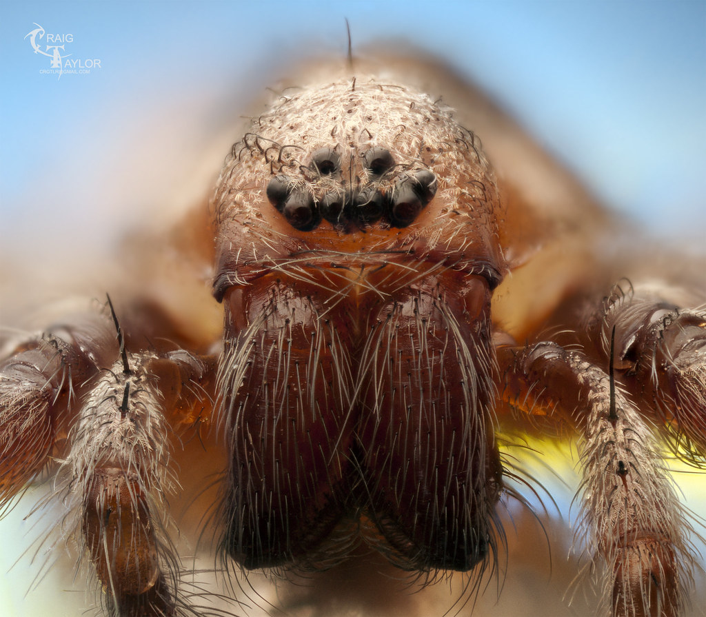 If you buy through links on this p. House Spider | Tegenraria domestica Barn funnel weaver if