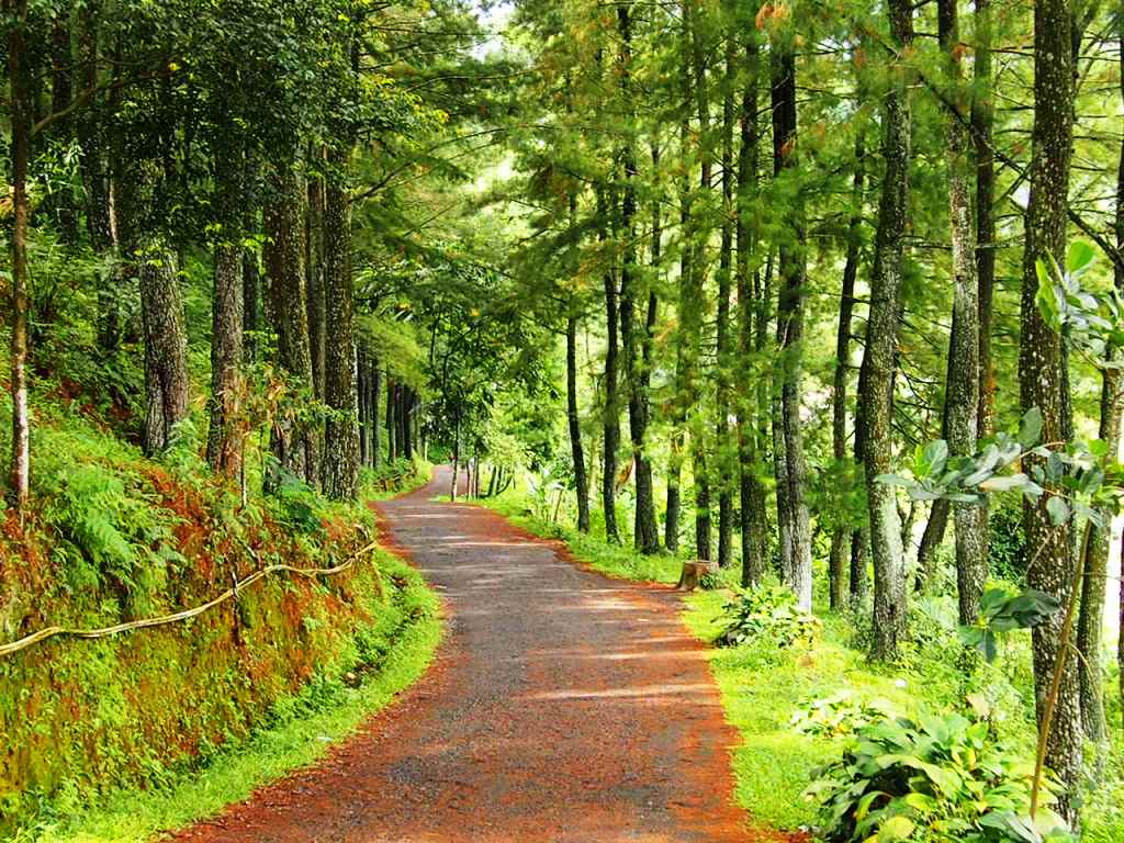 All Sizes | Jalan Hutan Pinus Di Wisata Gunung Salak Endah, Bogor | Flickr - Photo Sharing! 768_X_1024_jpg