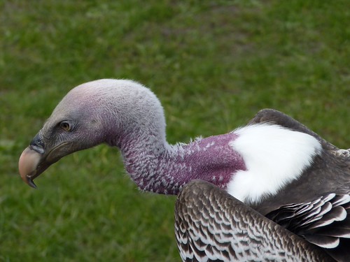 How to watch free college football online between south carolina vs tennessee 2021 live streaming without tv cable from anywhere.enjoy full ncca football free with reddit, espn, cbs and fox today/tonight. Vulture neck | Add a description... | Donna Swabey | Flickr