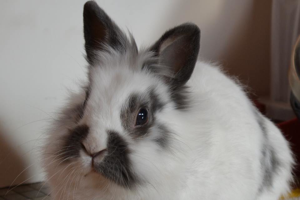 Lapin Nain Tete De Lion Bounty Laurence Saou Flickr