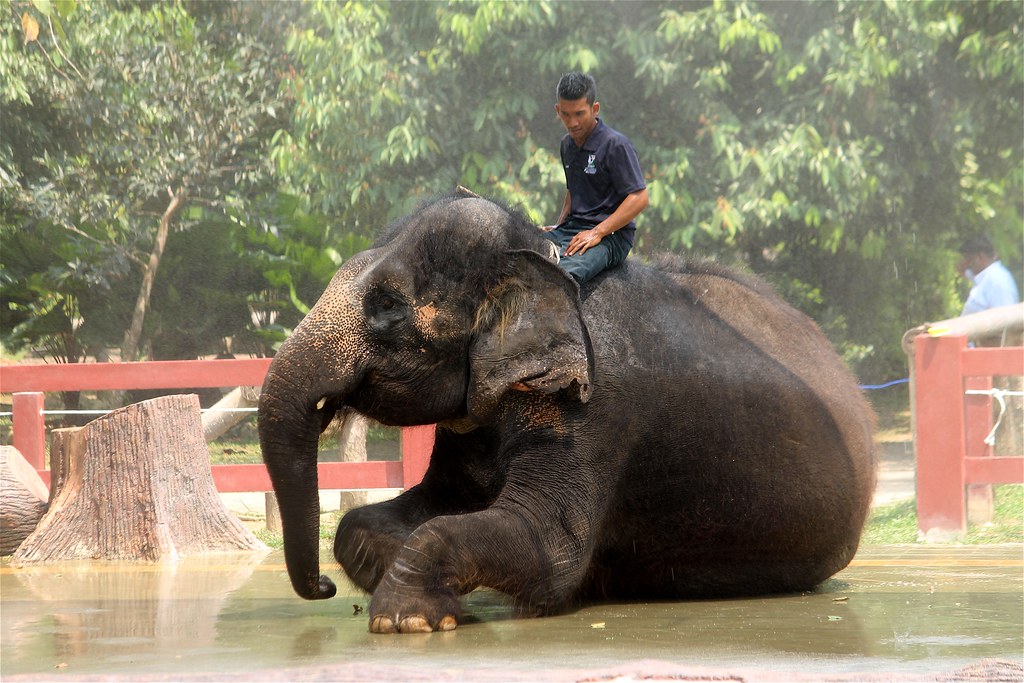 It was opened on 31 august 1963, and it serves as a repository of malaysia's … Kuala Gandah Elephant Sanctuary Kuala Gandah Elephant Sanc Flickr