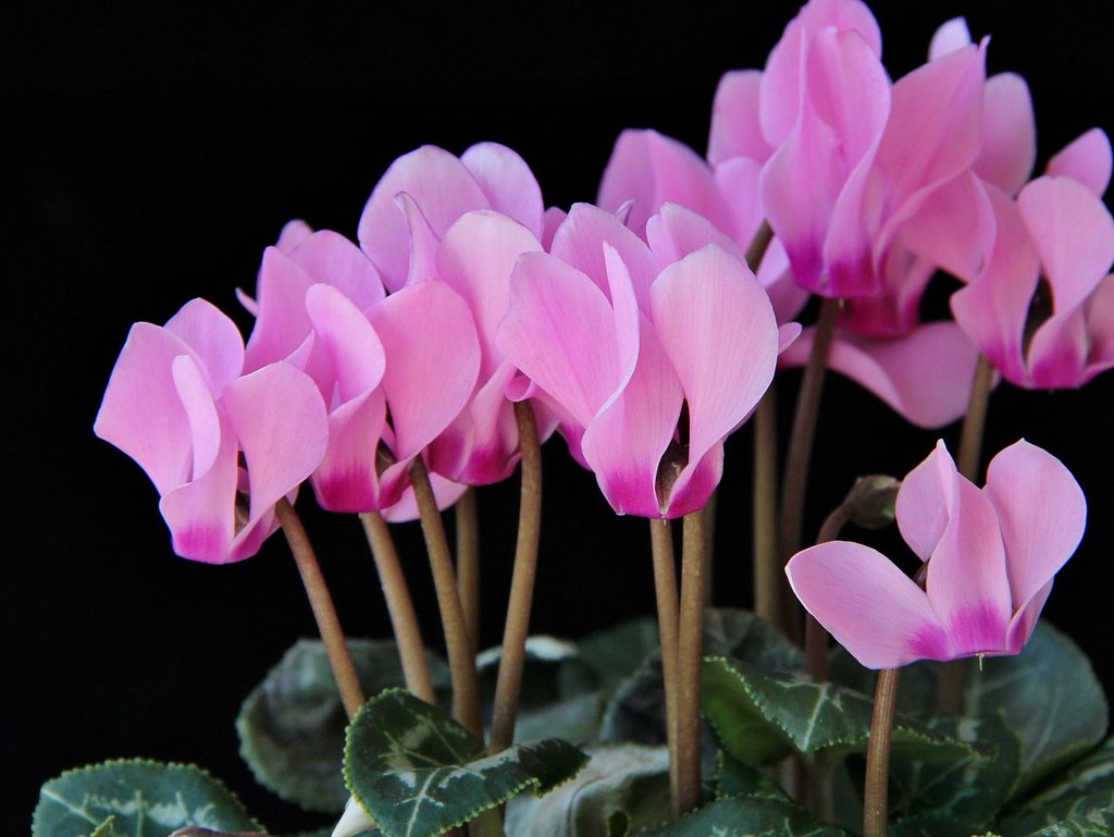 Quem também se posicionou sobre o assunto foi douglas souza, colega de maurício na . Cyclamen persicum | Cyclamen persicum Mill. MYRSINACEAE