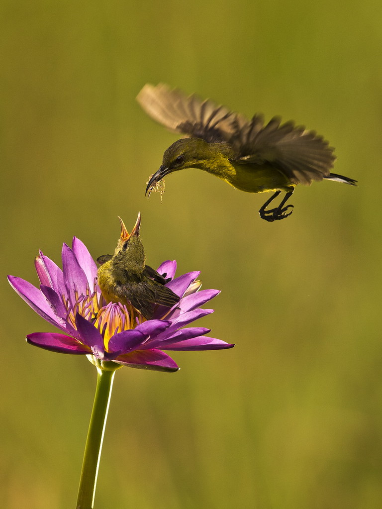Gambar tersebut bisa anda unduh langsung, caranya silahkan klik pada . Burung Kolibri Burung Kolibri Burung Penghisap Madu Ol Flickr