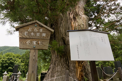 The giant trees of tochigi: #33 The Heike Cryptomeria | Number: 33 Name: Heike